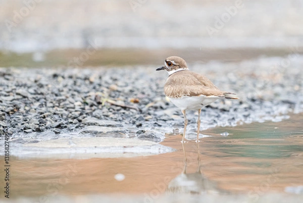Obraz Killdeer in Astoria, Oregon