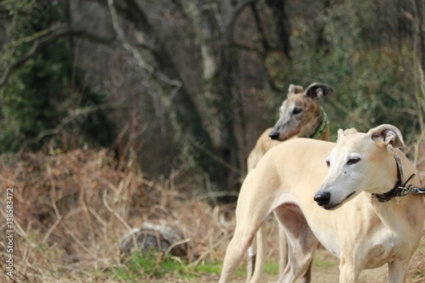 Obraz La domenica per boschi