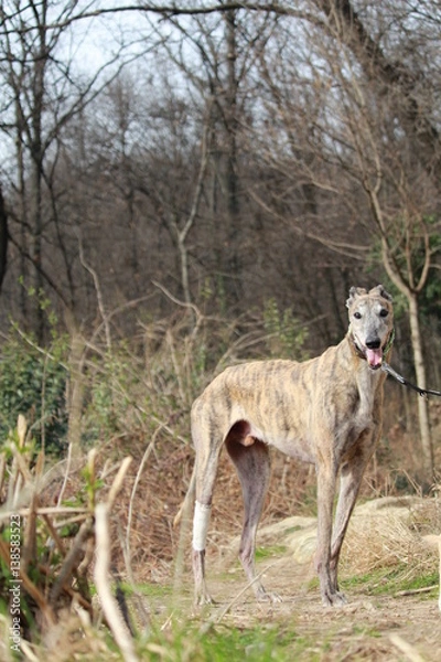 Obraz Greyhound