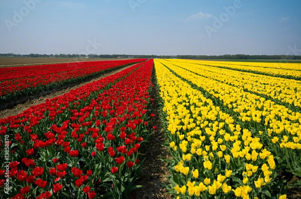 Obraz fields of tulips