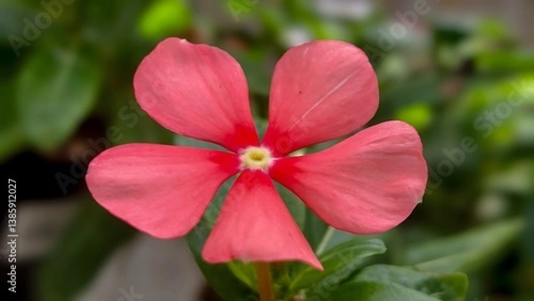 Fototapeta Pink Periwinkle (Vinca minor) Flower Close Up Soft Focus Green Background