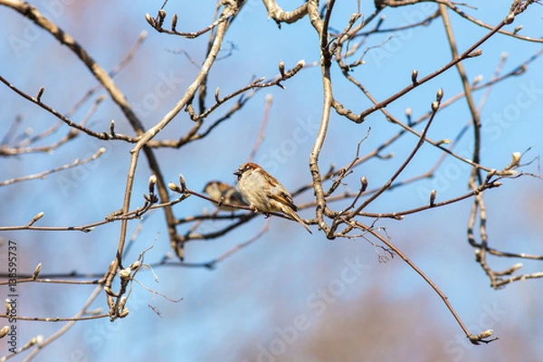 Fototapeta sparrows in the spring