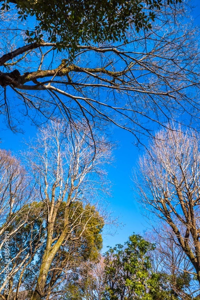 Obraz Relax natural tree in winter under clear blue sky, for background