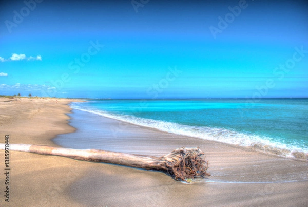 Obraz Washed Up Palm Tree on Beach at Hobe Sound National Wildlife Refuge, FL
