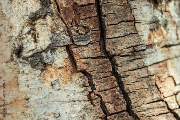 Obraz Bark