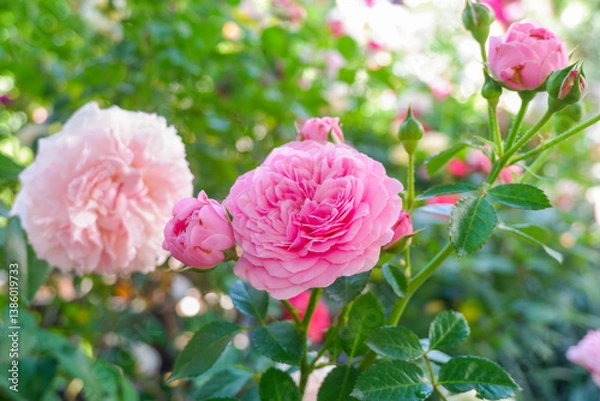 Obraz Multicolored rose in flower garden,Сolorful roses in rose garden and wooden window,English roses of different colors in english garden.