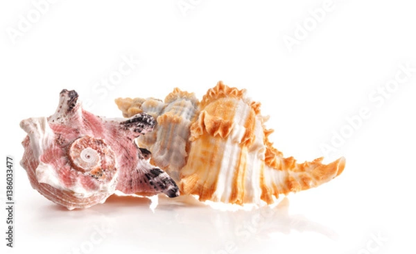 Fototapeta Beautiful exotic sea shells Angaria delphinus and Murex snails isolated on white.