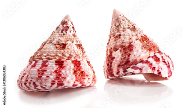 Fototapeta Rochia conus, is a species of sea snail, a marine gastropod mollusk in the family Tegulidae  isolated on white.