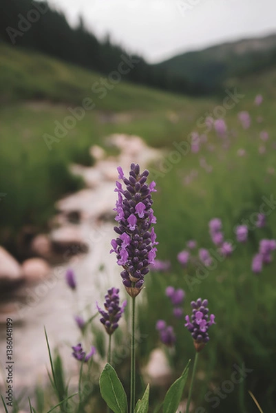 Fototapeta A simple purple lavender sprig isolated on a white background