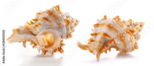 Fototapeta White and orange rare sea shell from the genus Chicoreus, a member of the Muricidae family (Murex snails) isolated on white.