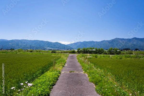 Fototapeta さわやかな新緑の安曇野