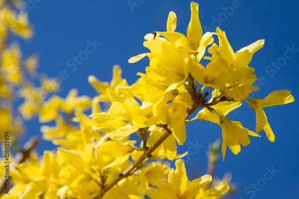 Obraz Forsythia plant blooming on a sunny day in spring 