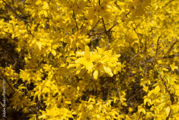 Obraz Forsythia plant blooming on a sunny day in spring 