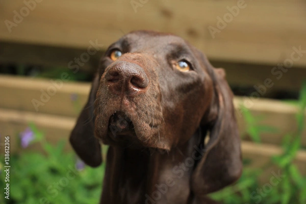 Fototapeta German Shorthaired Pointer