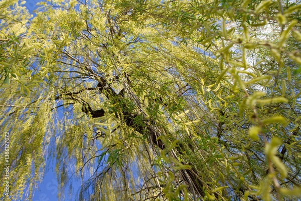 Obraz Weeping willow tree in a park seen upwards against a blue sky