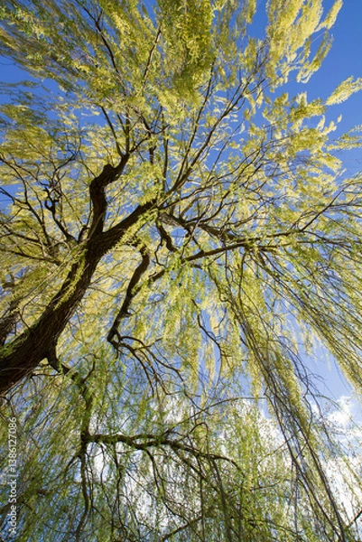 Obraz Weeping willow tree in a park seen upwards against a blue sky