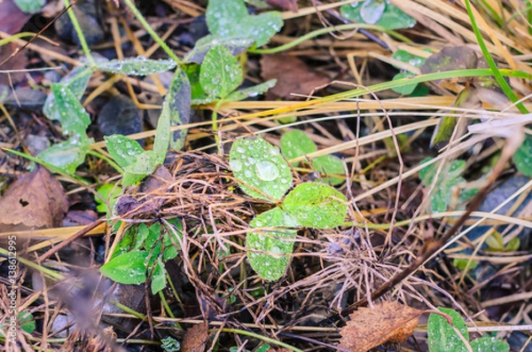 Fototapeta Raindrop on Green Leaf