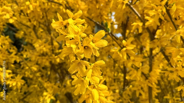 Fototapeta Vivid Yellow Forsythia Blossoms Captured in Full Bloom During Spring Season. A vibrant display of bright yellow forsythia flowers in bloom, symbolizing the arrival of spring. 