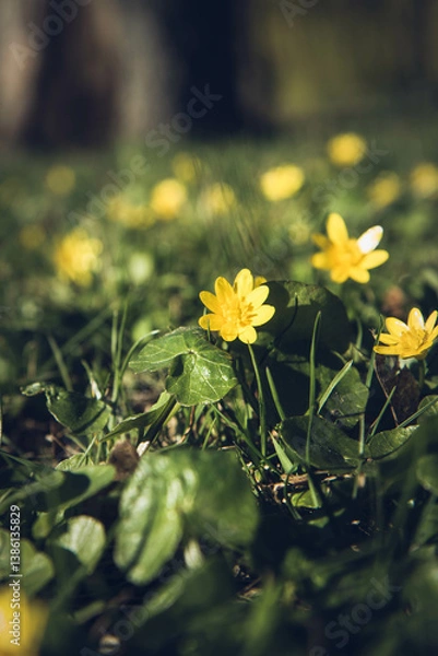 Obraz The lesser celandine or fig buttercup (Ficaria verna) blooming on a sunny day in early spring 
