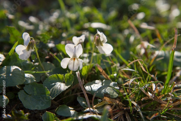 Obraz Sweet violet (Viola odorata) blooming on a sunny day in early spring