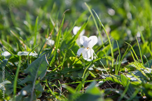 Obraz Sweet violet (Viola odorata) blooming on a sunny day in early spring