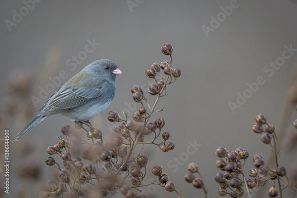 Obraz bird on a branch