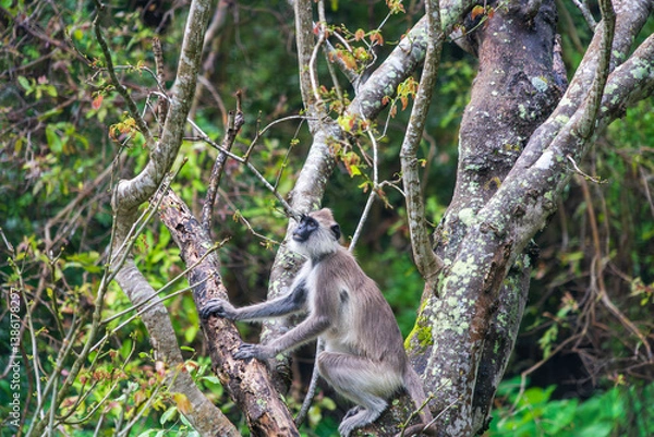 Fototapeta The purple-faced langur (Semnopithecus vetulus), an Old World monkey endemic to Sri Lanka, perched in a tree near Polonnaruwa.
