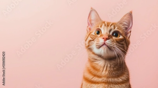 Fototapeta Ginger Cat Portrait Against Pink Background