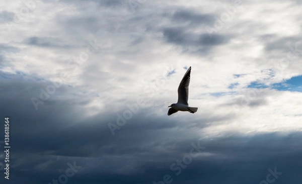 Fototapeta Seagull flying against blue dramatic cloudy sky