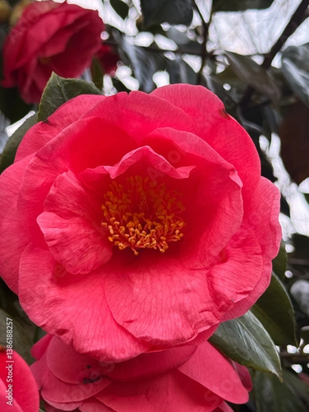 Fototapeta Close-up of a red camellia flower with visible petals and yellow stamens. Suitable for botanical content, floral prints, packaging, and gardening visuals.