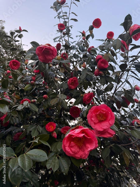 Fototapeta Red camellia flowers blooming on a dark green bush against a clear sky. Suitable for gardening content, nature visuals, and botanical-themed design projects.
