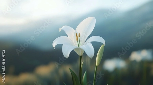 Fototapeta A single white lily against a blurred background