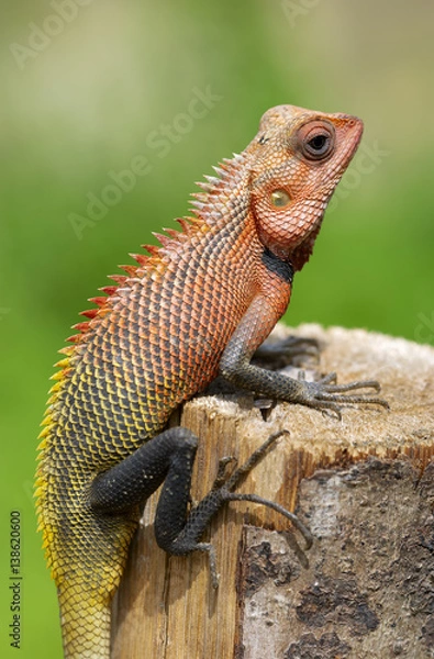Fototapeta Lizard sitting on a tree stump.