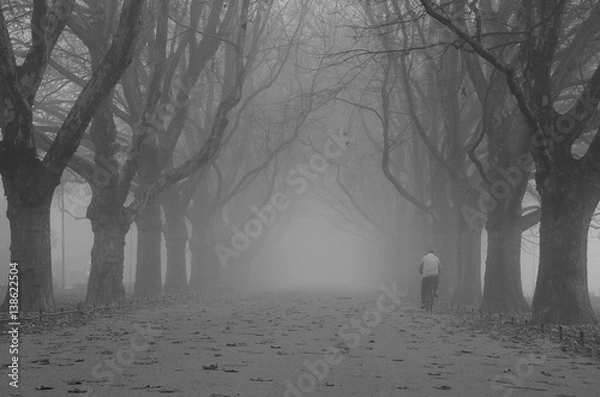 Fototapeta Aleja we mgle