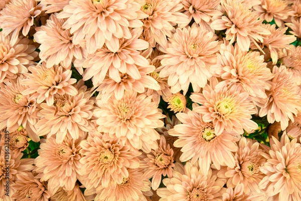 Fototapeta delicate color of blooming Mums or Chrysanthemums, autumn flower background.
