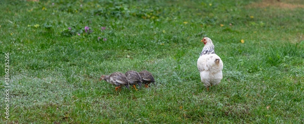 Fototapeta white chicken and three smaller, greyish-brown birds with white speckles foraging in a grassy area.
