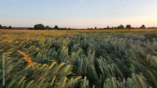 Obraz Nordic field - summer evening