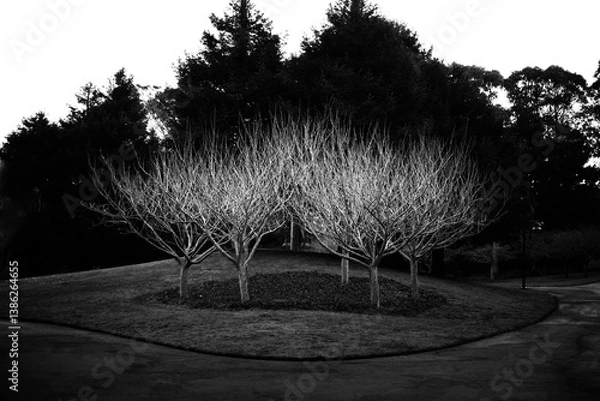 Obraz black and white trees
