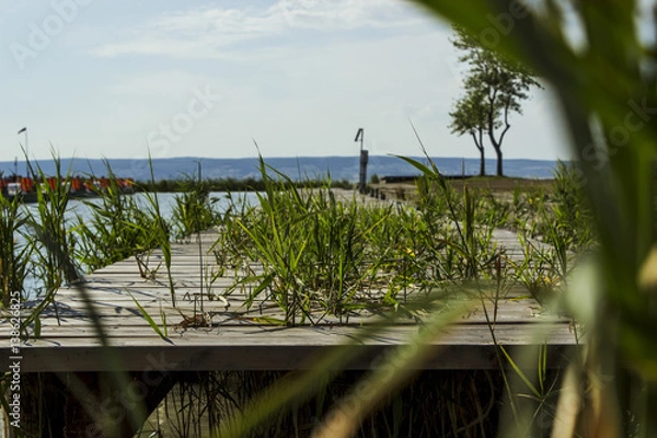 Obraz Wooden pier with grass
