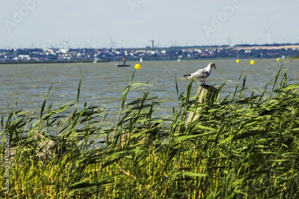Obraz Seagull on pillar
