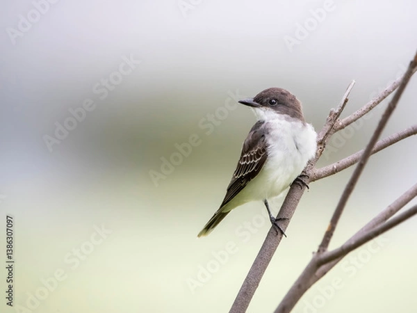 Obraz Kingbird on branch