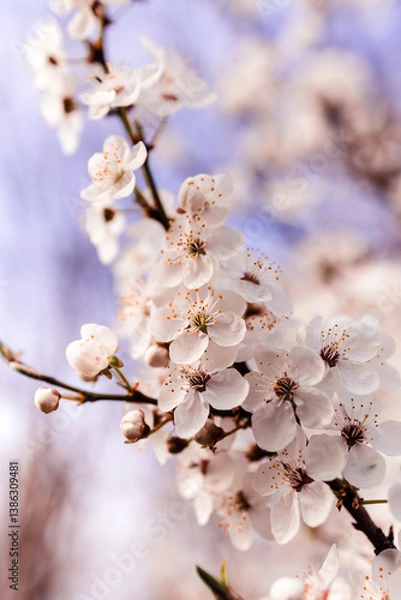 Obraz Springtime Bloom – White Blossoms on Tree Branch