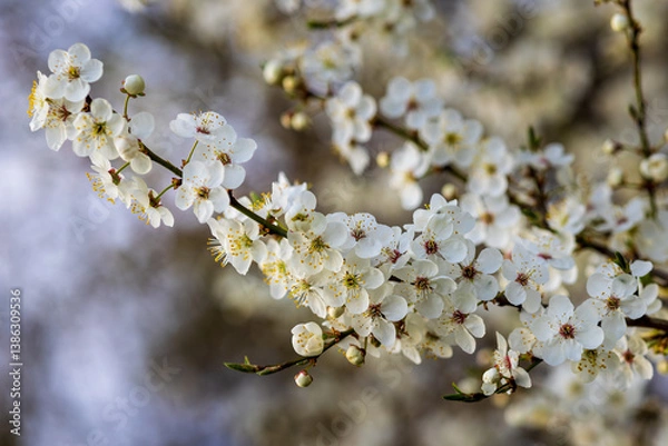 Obraz Springtime Bloom – White Blossoms on Tree Branch