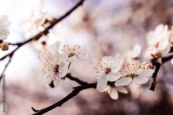 Obraz Springtime Bloom – White Blossoms on Tree Branch