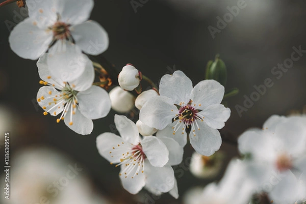 Obraz Springtime Bloom – White Blossoms on Tree Branch