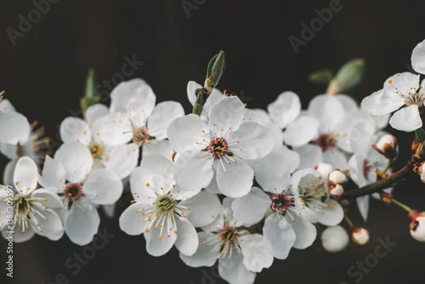 Obraz Springtime Bloom – White Blossoms on Tree Branch