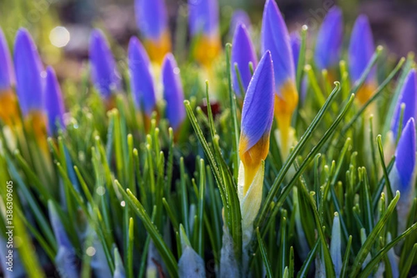 Obraz Frost-Kissed Purple Crocus Buds on a Spring Morning