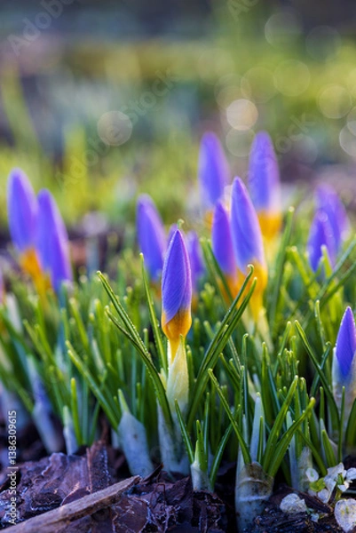 Obraz Frost-Kissed Purple Crocus Buds on a Spring Morning