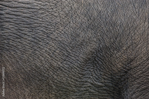 Obraz Elephant Skin Texture/patterns