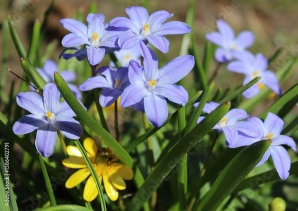 Obraz Chionodoxa. Violet flowers on a brown background. Beautiful natural background. Spring flowers close-up. delicate bud in the green grass. The petals. A vibrant landscape. The awakening of nature. Prim